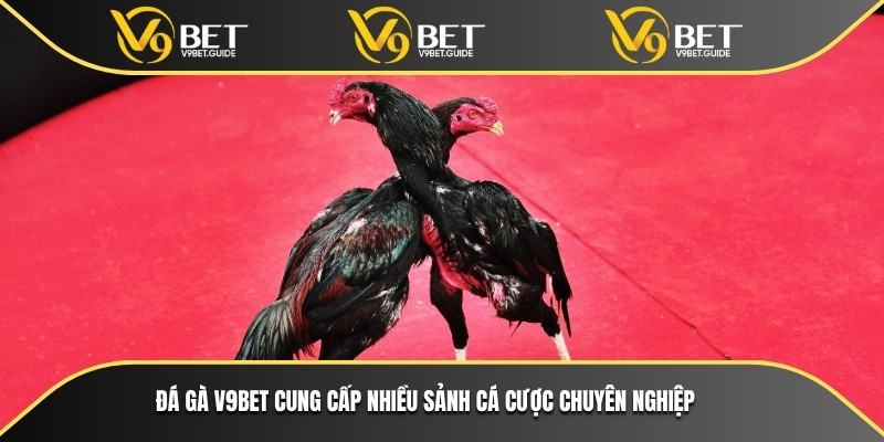 Đá gà V9bet cung cấp nhiều sảnh cá cược chuyên nghiệp