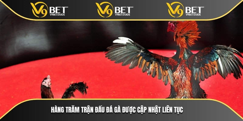Hàng trăm trận đấu đá gà được cập nhật liên tục