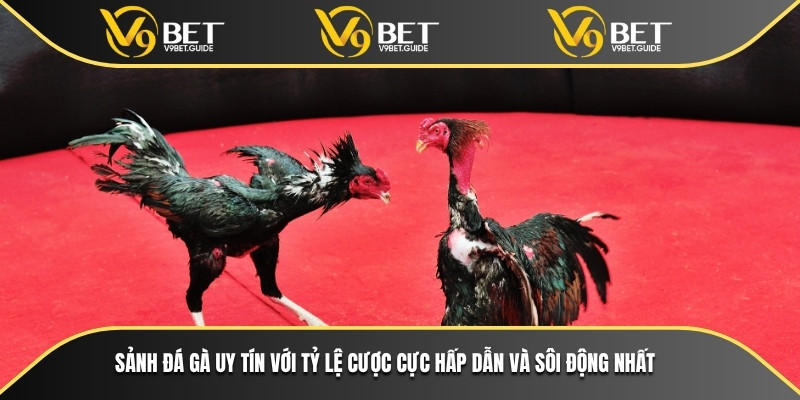 Sảnh đá gà uy tín với tỷ lệ cược cực hấp dẫn và sôi động nhất