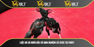 Luật Đá Gà Miền Bắc