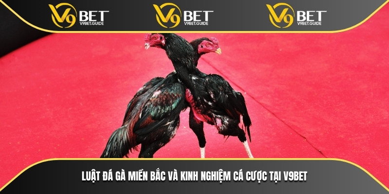 Luật Đá Gà Miền Bắc