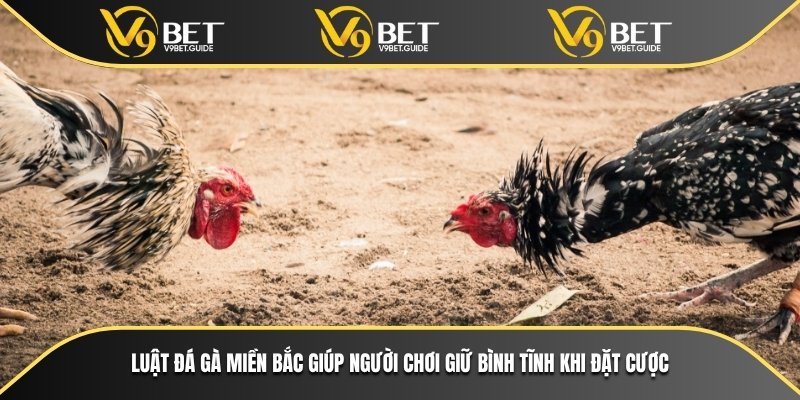 Luật đá gà miền bắc giúp người chơi giữ bình tĩnh khi đặt cược