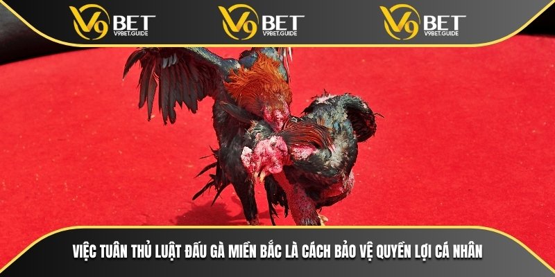 Việc tuân thủ luật đấu gà miền bắc là cách bảo vệ quyền lợi cá nhân