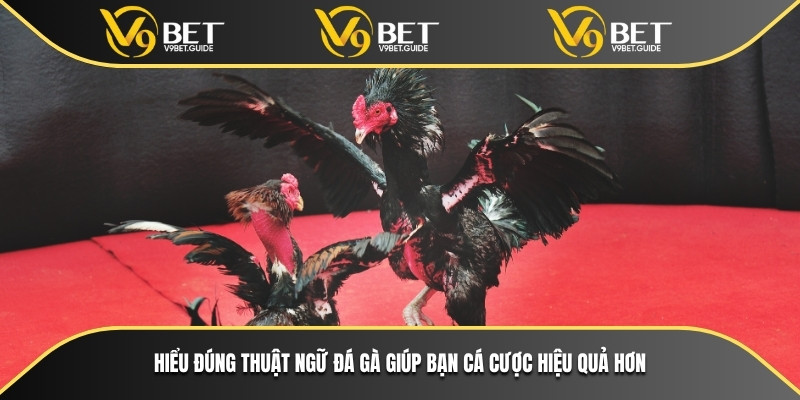 Nền Tảng V9bet Cùng Thuật Ngữ Đá Gà Nâng Cao Kỹ Năng Cược 5 Hiểu đúng thuật ngữ đá gà giúp bạn cá cược hiệu quả hơn