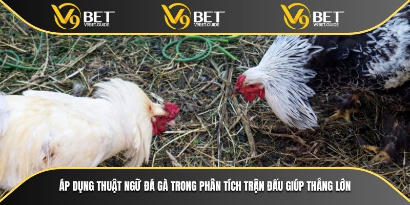 Nền Tảng V9bet Cùng Thuật Ngữ Đá Gà Nâng Cao Kỹ Năng Cược 6 Áp dụng thuật ngữ đá gà trong phân tích trận đấu giúp thắng lớn