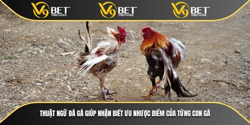 Nền Tảng V9bet Cùng Thuật Ngữ Đá Gà Nâng Cao Kỹ Năng Cược 7 Thuật ngữ đá gà giúp nhận biết ưu nhược điểm của từng con gà
