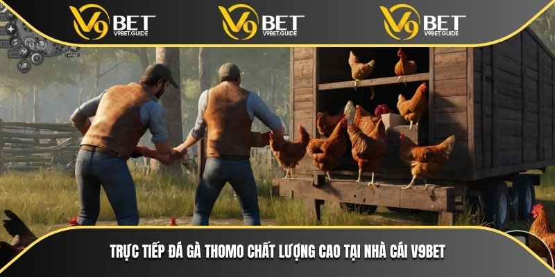 Trực Tiếp Đá Gà Thomo
