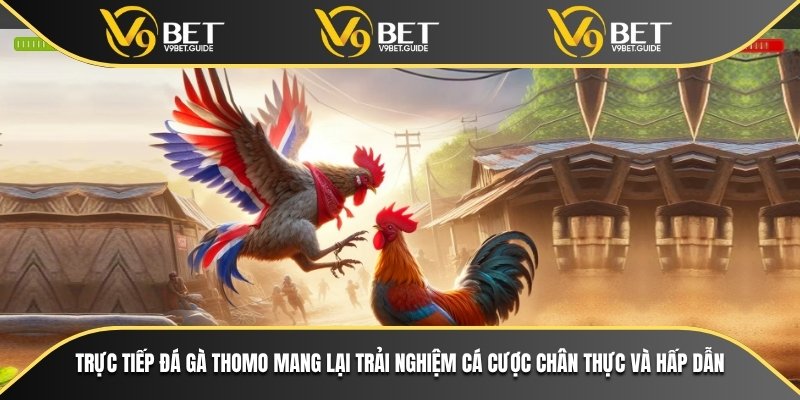 Trực Tiếp Đá Gà Thomo Chất Lượng Cao Tại Nhà Cái V9bet 5 Trực tiếp đá gà Thomo mang lại trải nghiệm cá cược chân thực và hấp dẫn